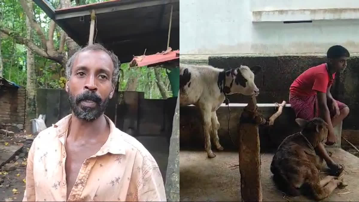 THIRUVANANTHAPURAM NEWS  SIX COWS DIED NEYYATINKARA  പശുക്കൾ ചത്തനിലയിൽ