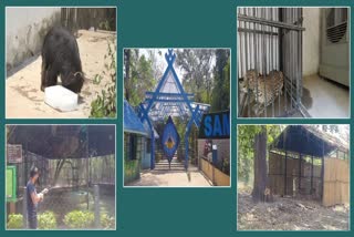 Sambalpur Zoo Preparation