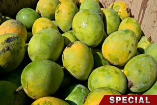 Less Production of Mangoes