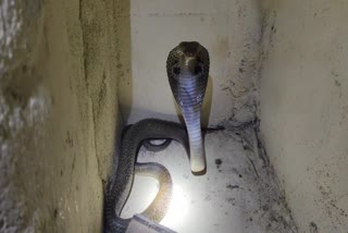 snake_in_kitchen_in_konaseema_district