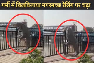 Crocodile Viral Video crocodile came out of canal climbed on railing In Bulandshahr news in hindi viral news latest news
