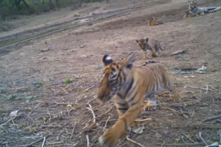 FIVE NEW CUBS IN SARISHKA