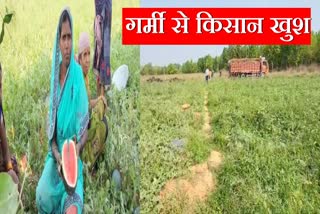 Watermelon cultivation in Hazaribag