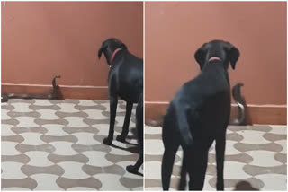 DOG FIGHT WITH SNAKE
