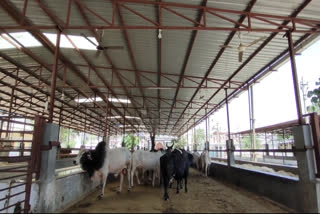 A cow shelter in Rajasthan has come under the limelight because of its unique measures to protect and save the bovines amid the scorching heatwaves sizzling the country.