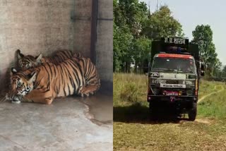 2 CUBS BROUGHT FROM BHOPAL TO KANHA