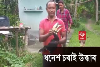 locals rescued An injured Hornbill bird in Bokakhat