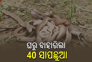 2ଦିନରେ ଗୋଟିଏ ଘରୁ ବାହାରିଲା 40 ସାପ