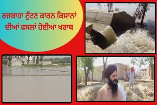 Crops were damaged due to failure of rains