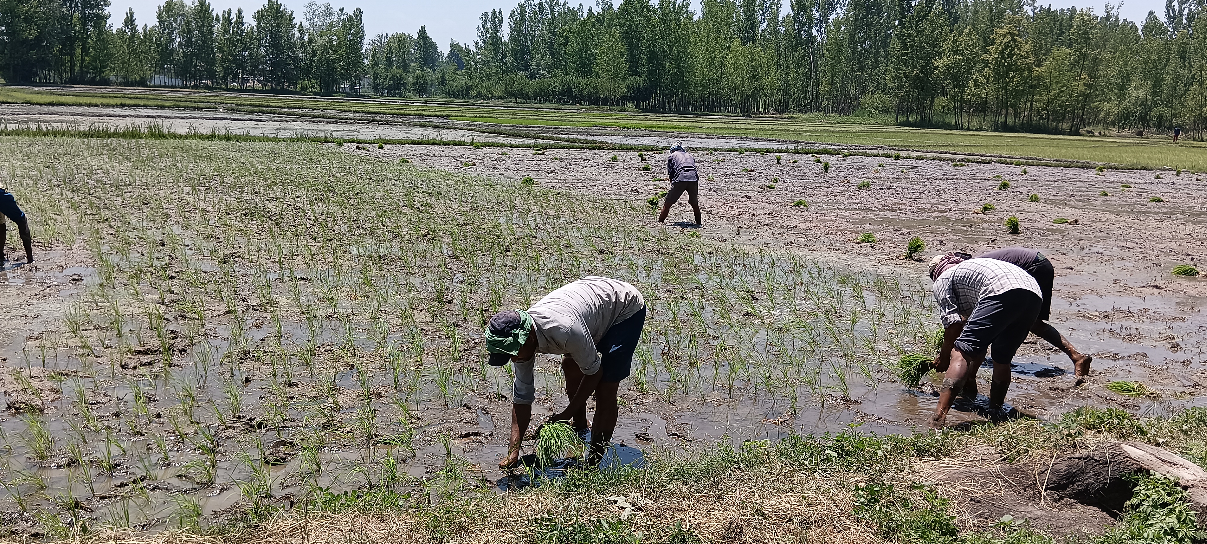 IRRIGATION PROBLEM IN PULWAMA