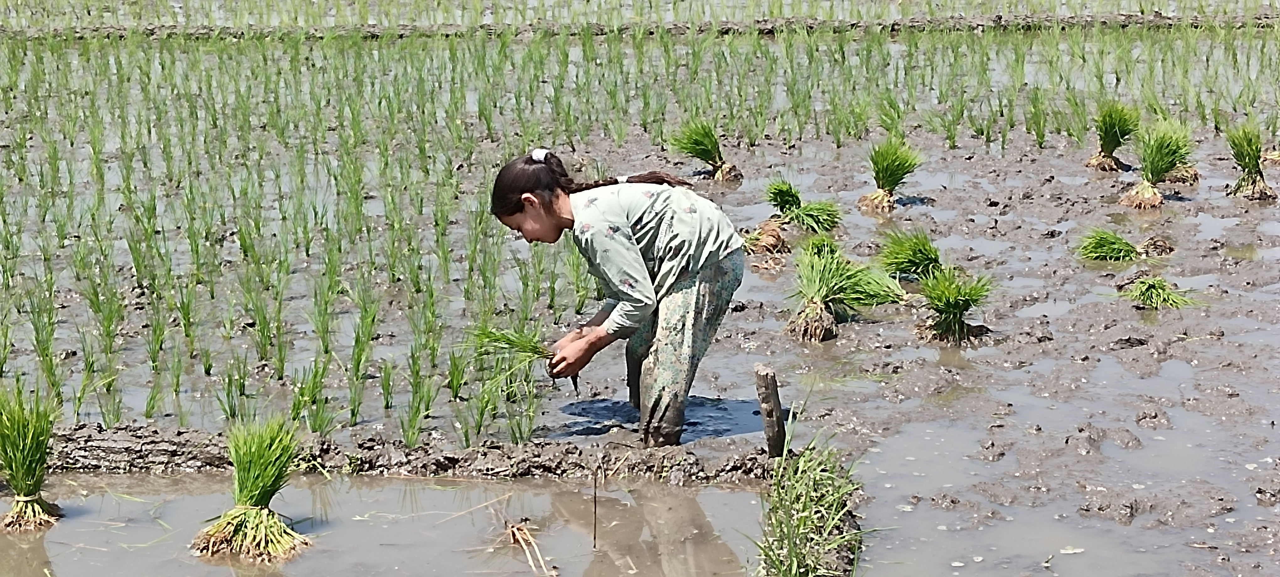 IRRIGATION PROBLEM IN PULWAMA