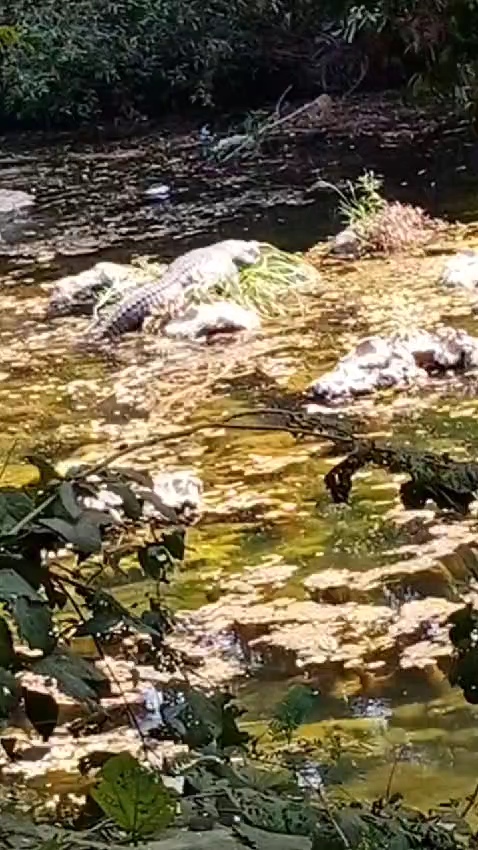 JABALPUR PARIYAT RIVER CROCODILE