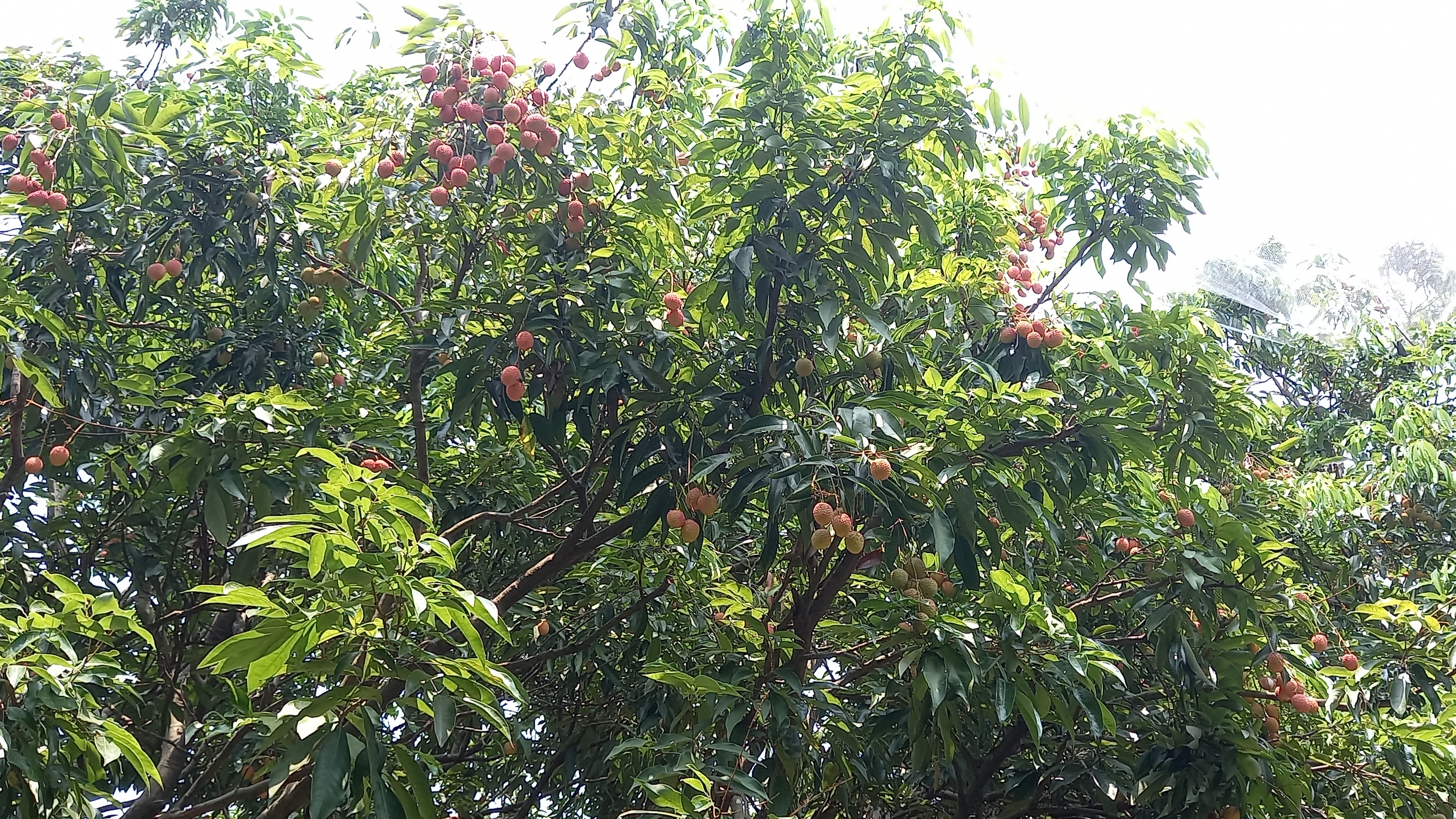 PACHMADHI ROSE SCENTED LICHI