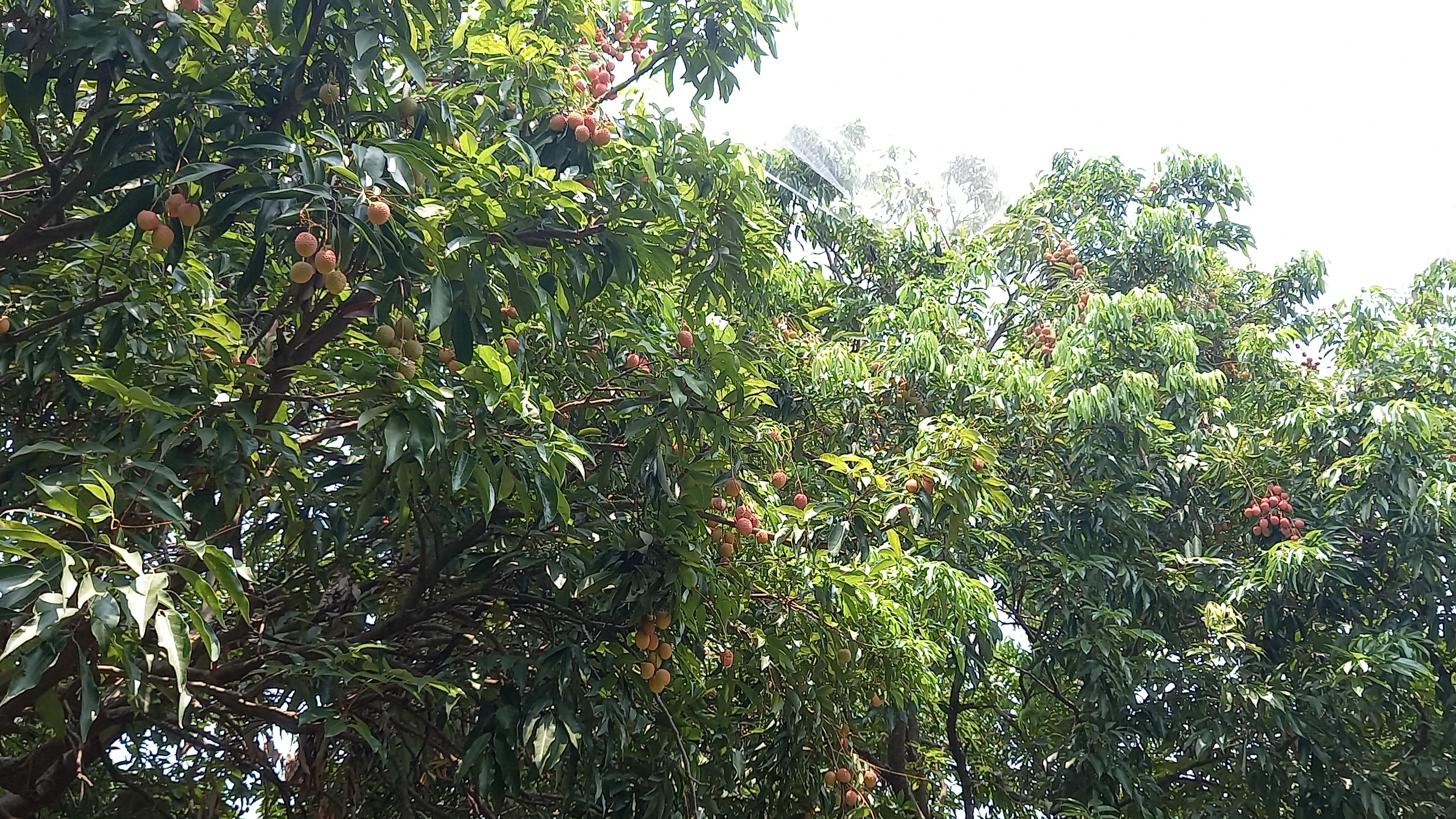 PACHMADHI ROSE SCENTED LICHI