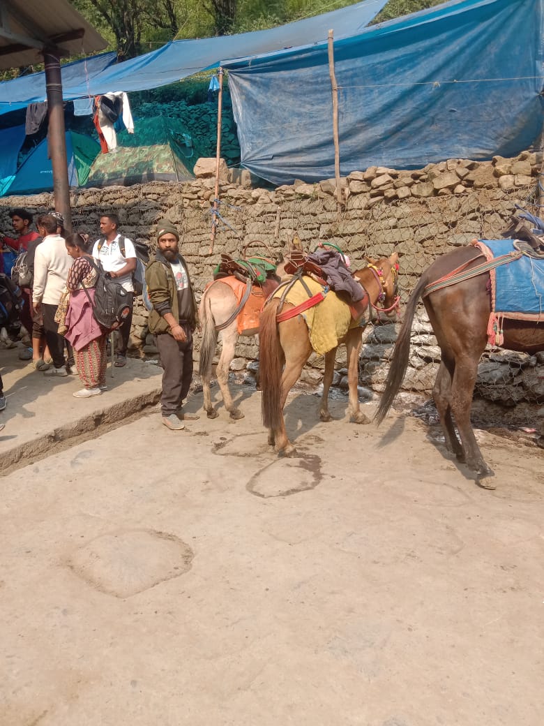 health check up of horses and mules