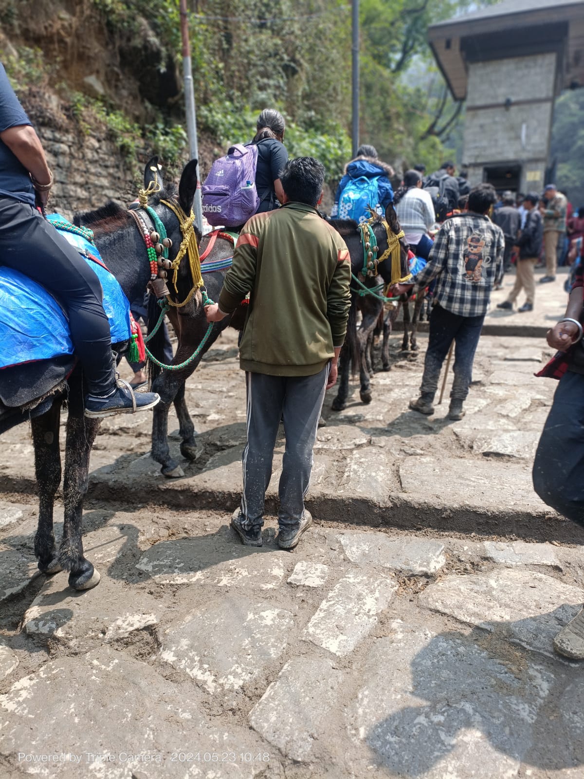 health check up of horses and mules