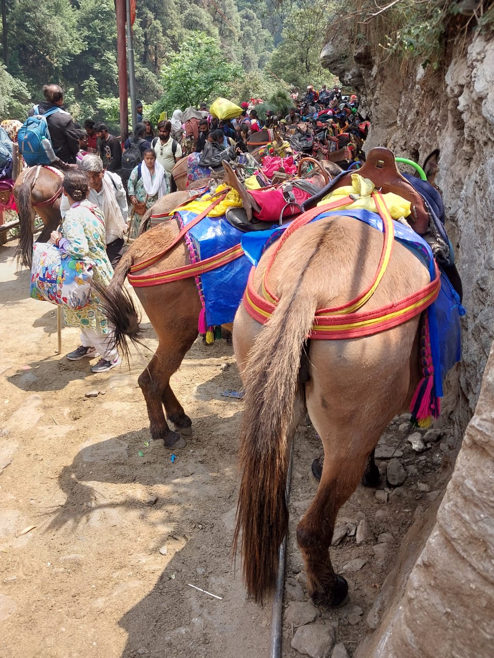 health check up of horses and mules