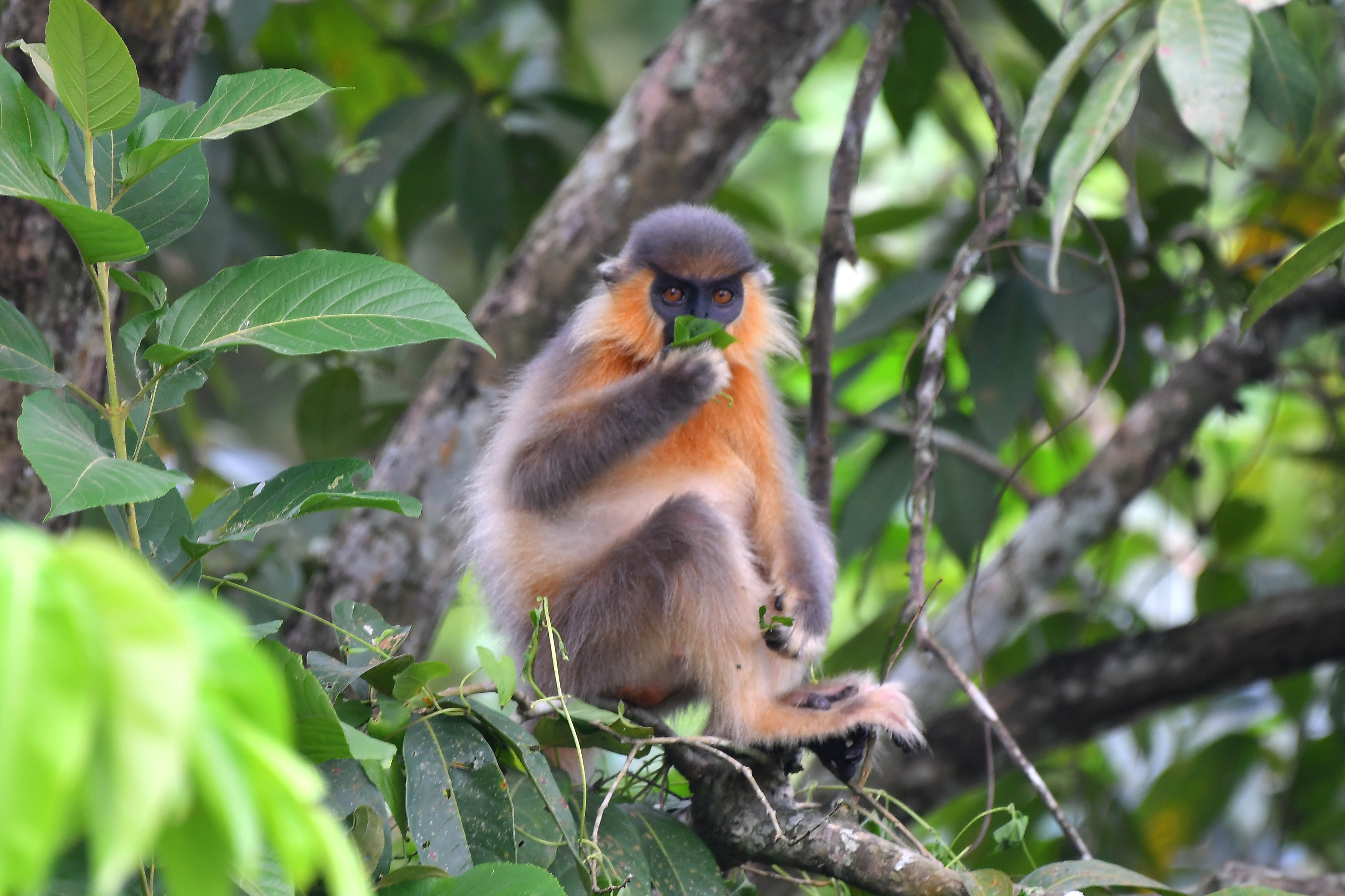 LANGUR TAKE JUICE OF MOPANE TREE