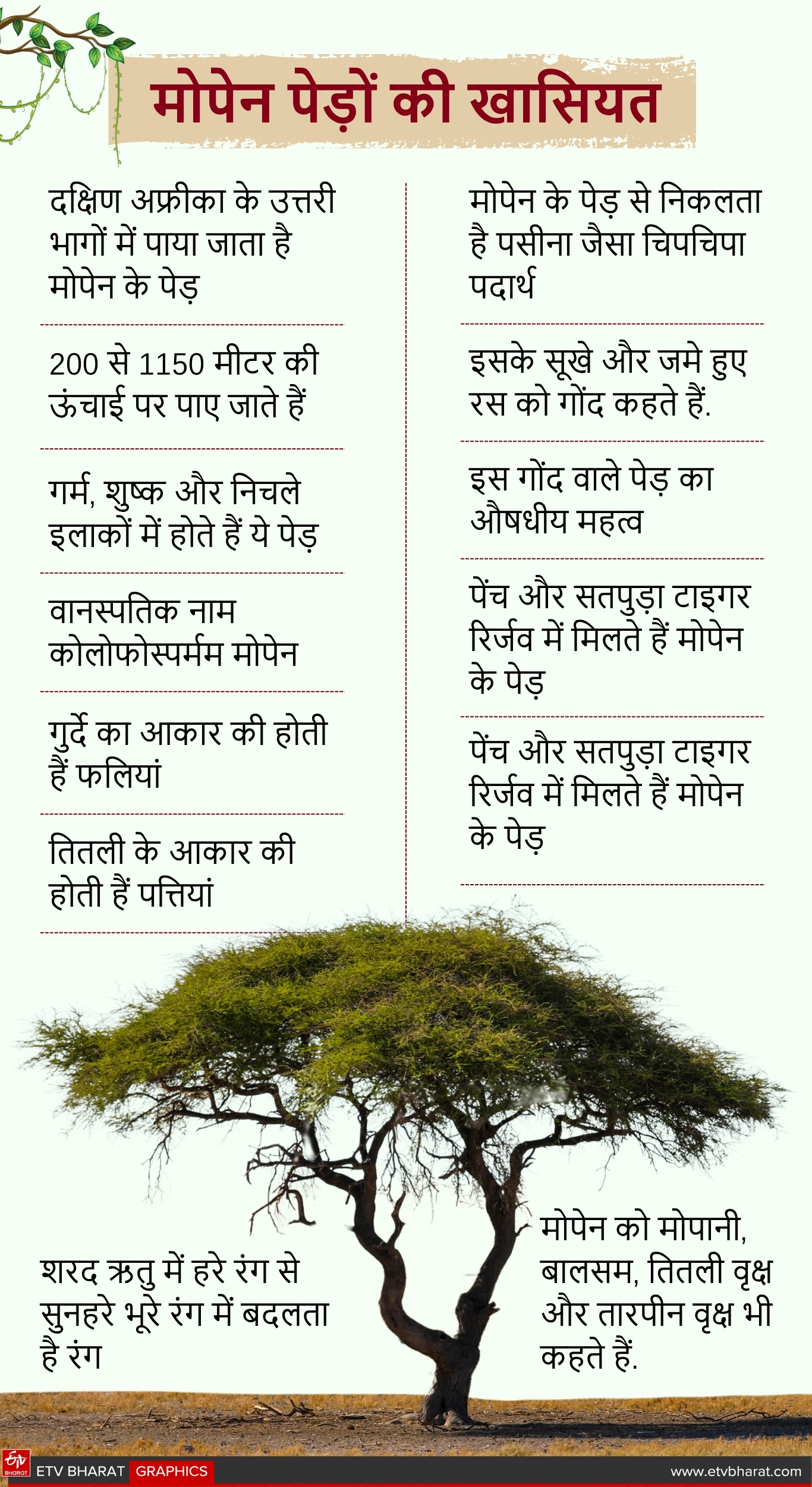 MOPANE TREES IN PENCH TIGER RESERVE