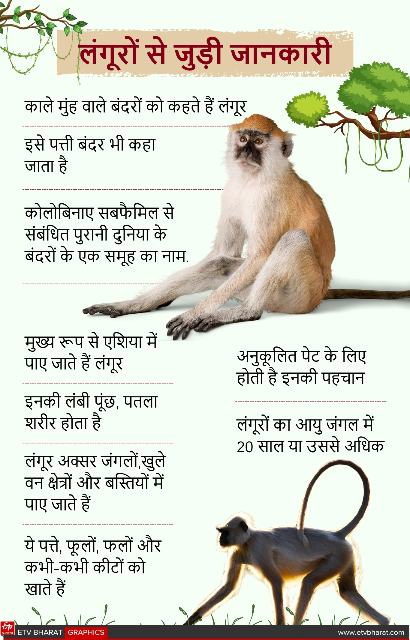 LANGUR TAKE JUICE OF MOPANE TREE