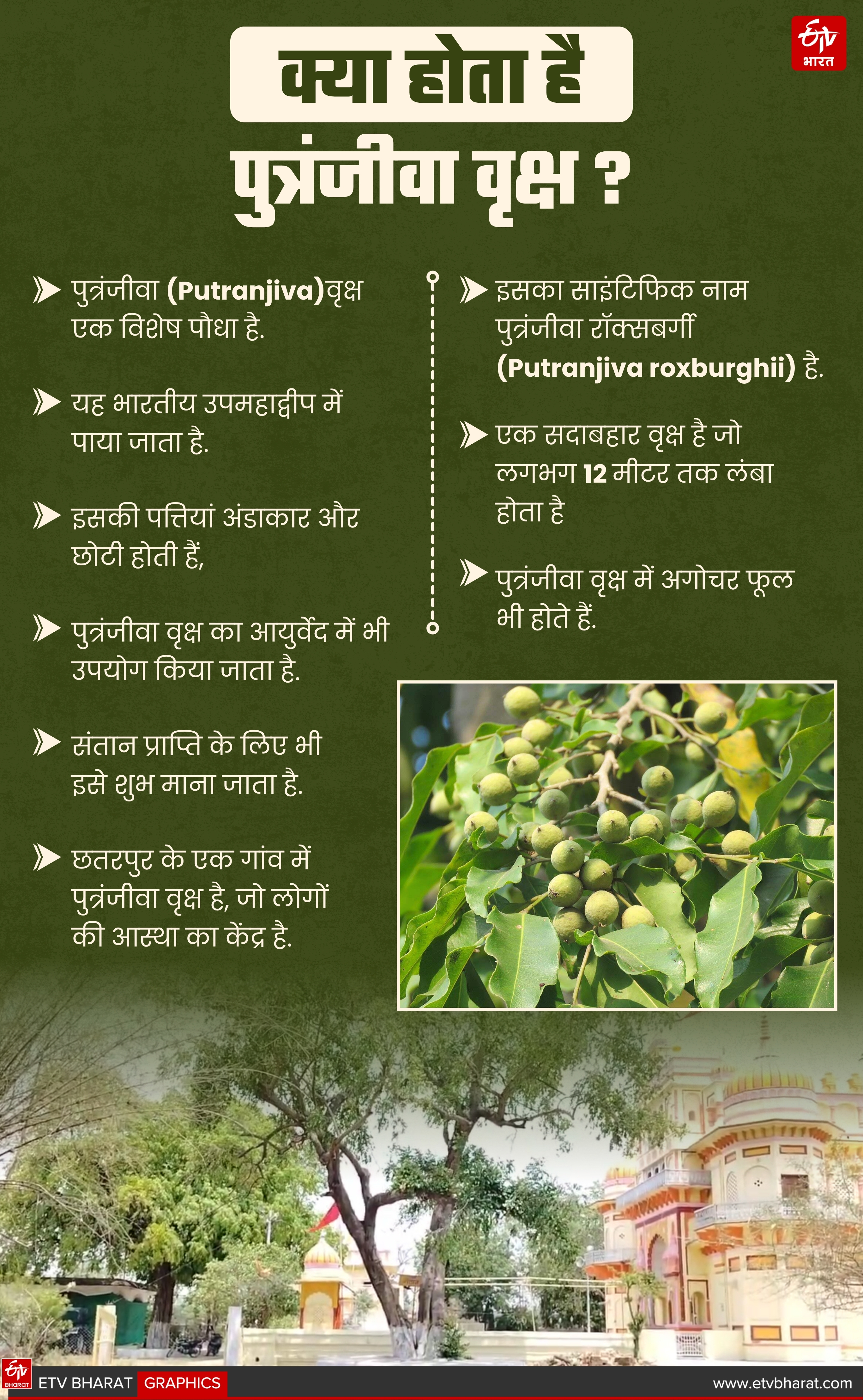 Chhatarpur Putranjiva Tree