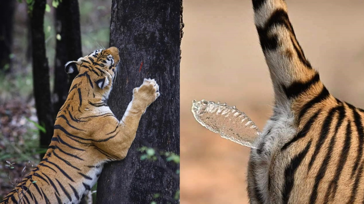 TIGER TERRITORIAL