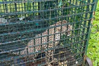 TIGER TRAP IN MALAPPURAM  LEOPARD IN MALAPPURAM  FOREST DEPT FOUND TIGER  ANIMAL ATTACK IN KERALA