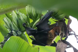 NIPAH PATIENT IN MALAPPURAM  VEENA GEORGE  KERALA LATEST NEWS  NIPAH VIRUS