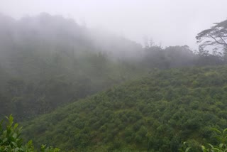 தென்மேற்கு பருவமழையில் ரம்மியமாக காட்சியளிக்கும் மாஞ்சோலை