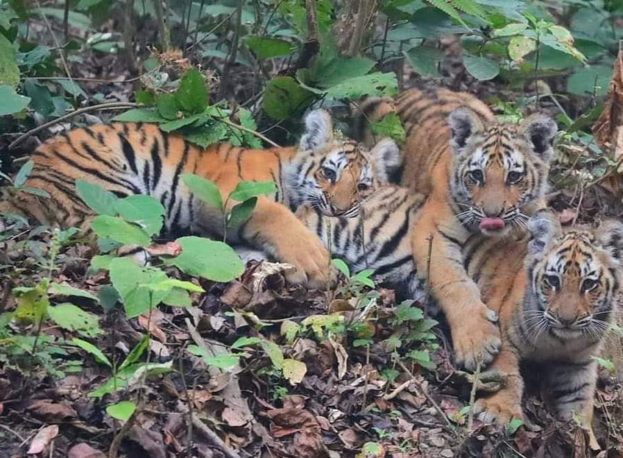Fight Between Tiger IN VTR Bagaha