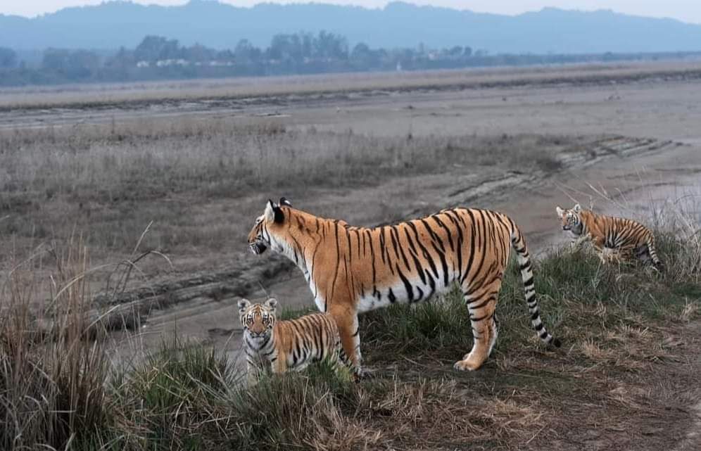 TIGER TERRITORIAL FIGHT IN VTR