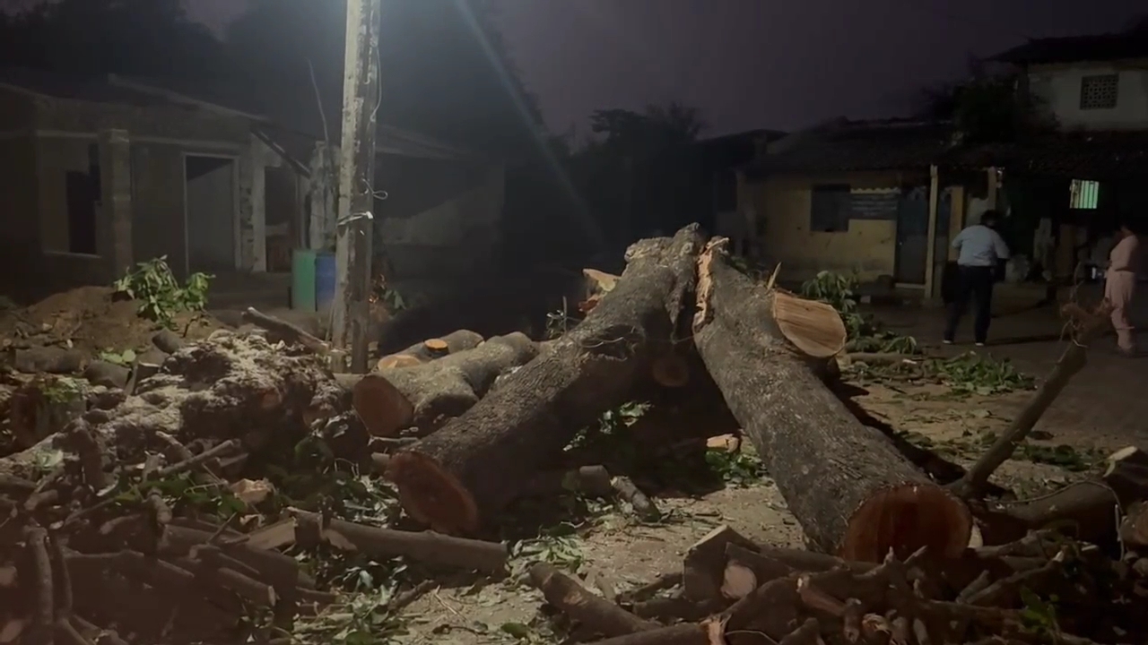 મહુડાના વૃક્ષોનું ગેરકાયદેસર નિકંદન