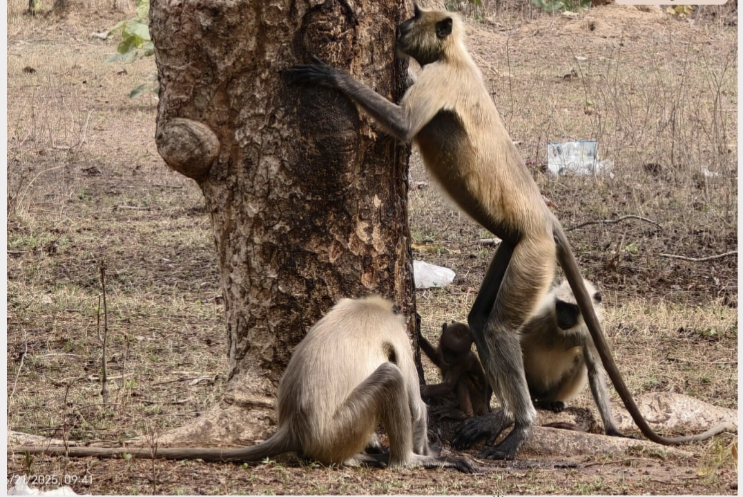 MOPANE TREE EMITS SWEAT