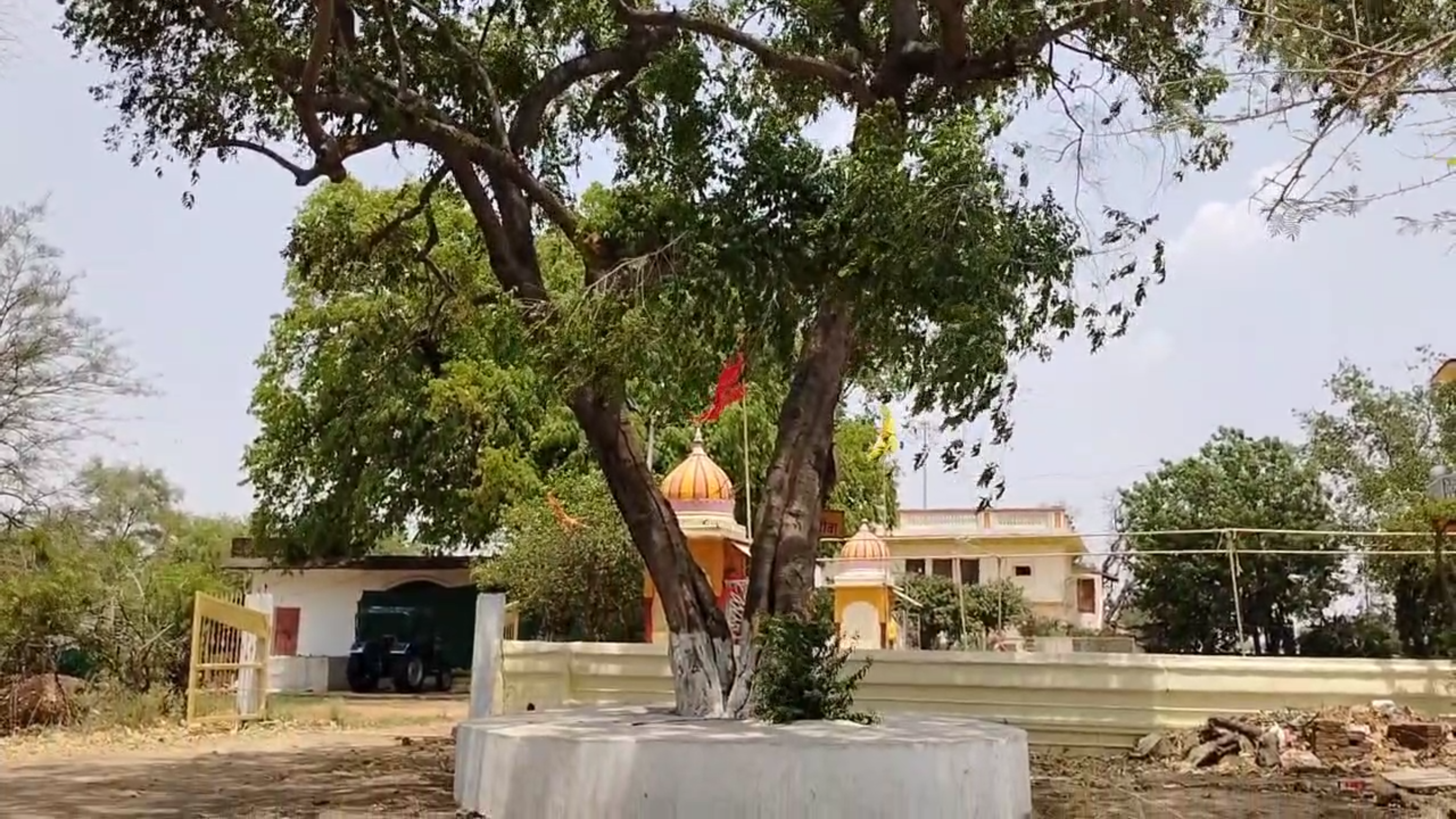 PUTRANJIVA TREE IMPORTANCE
