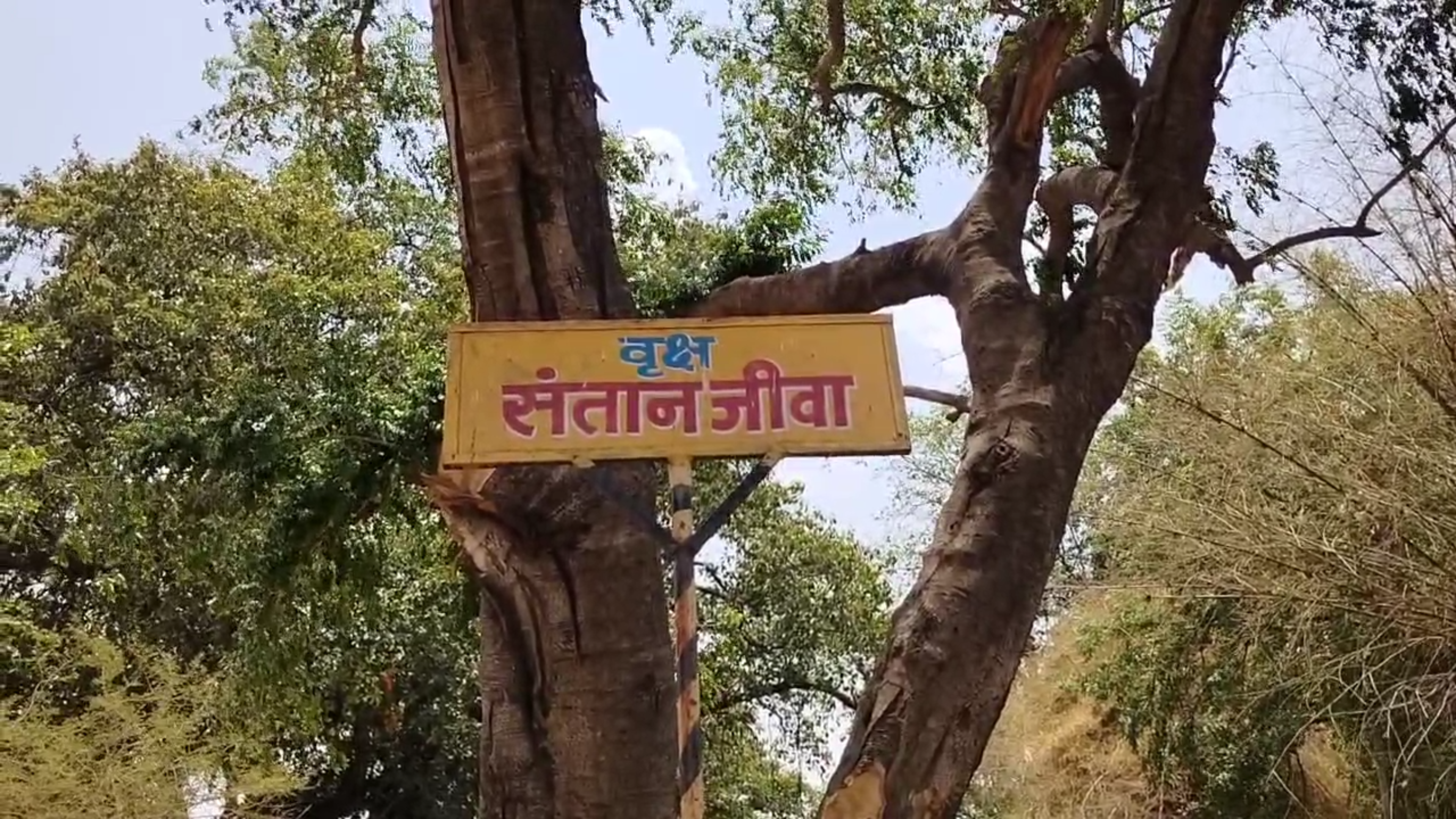 CHHATARPUR PUTRANJIVA TREE