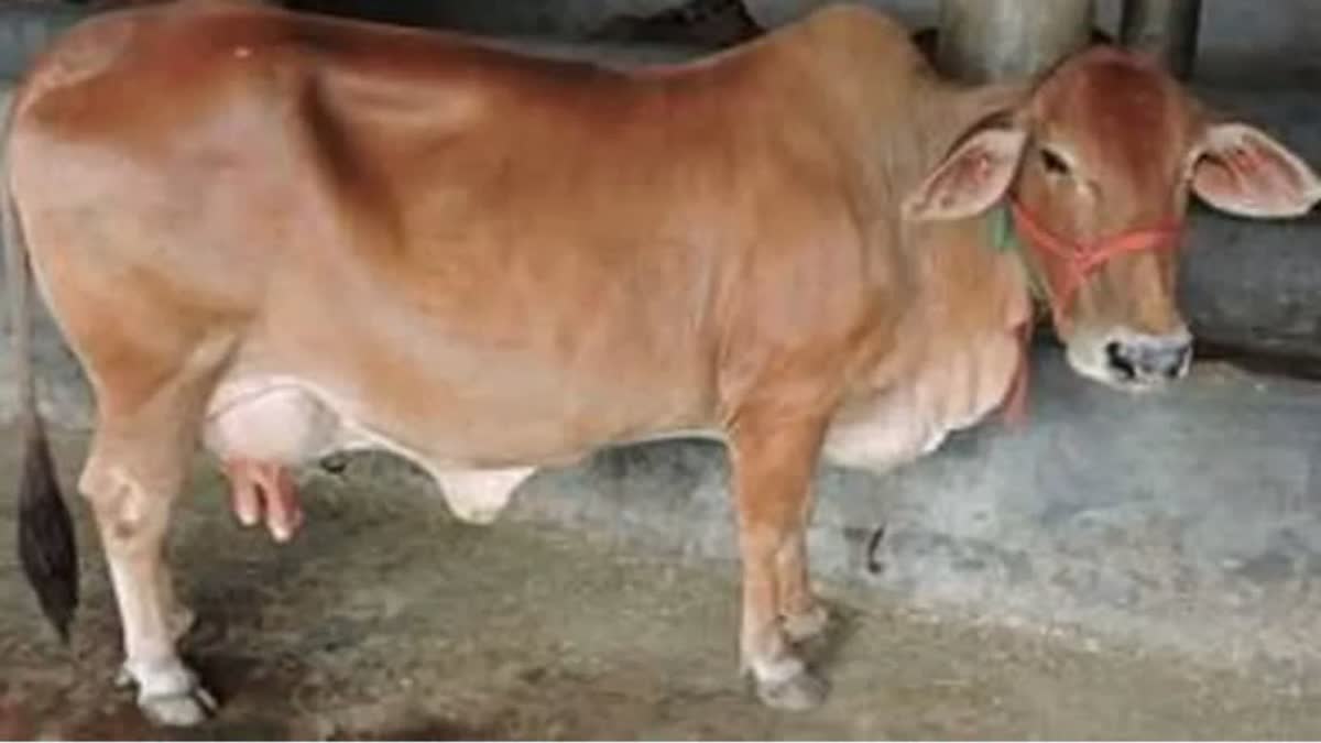 Unnatural act with cow in Bhopal