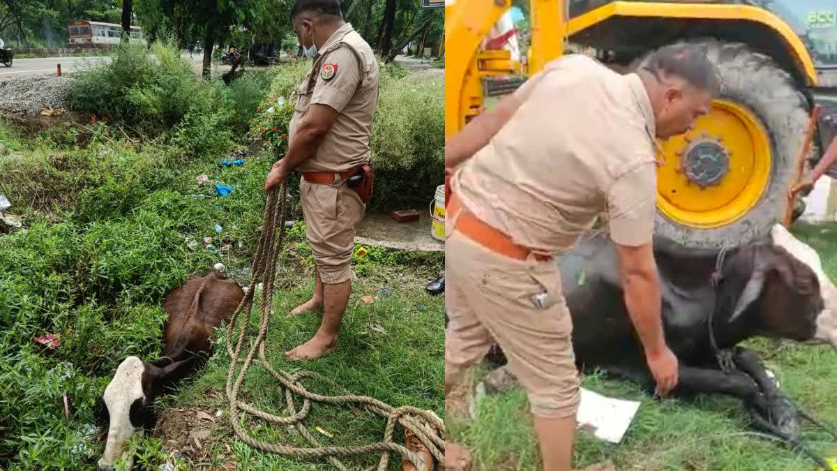 sub Inspector saved the cow in drain