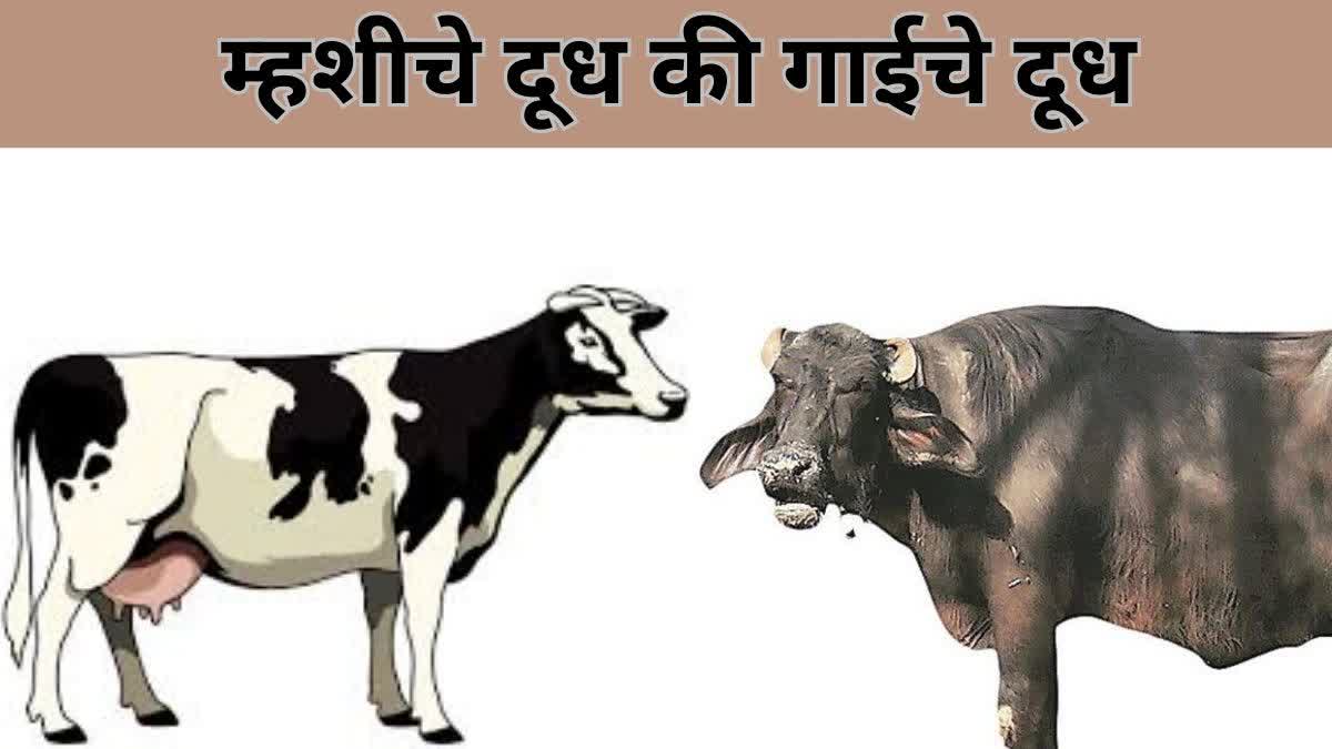 Cow Milk vs Buffalo Milk
