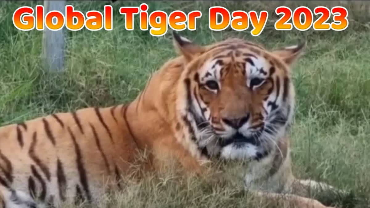 Global Tiger Day 2023 will be held in Corbett Tiger Reserve Ramnagar Uttarakhand