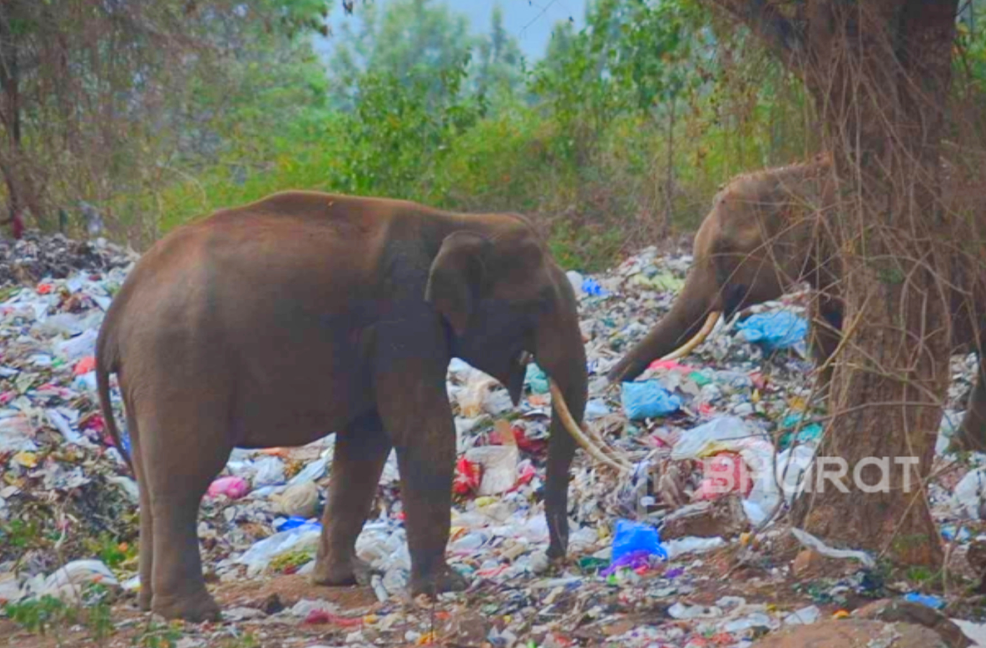 குப்பை மேட்டில் மேயும் யானைகள்