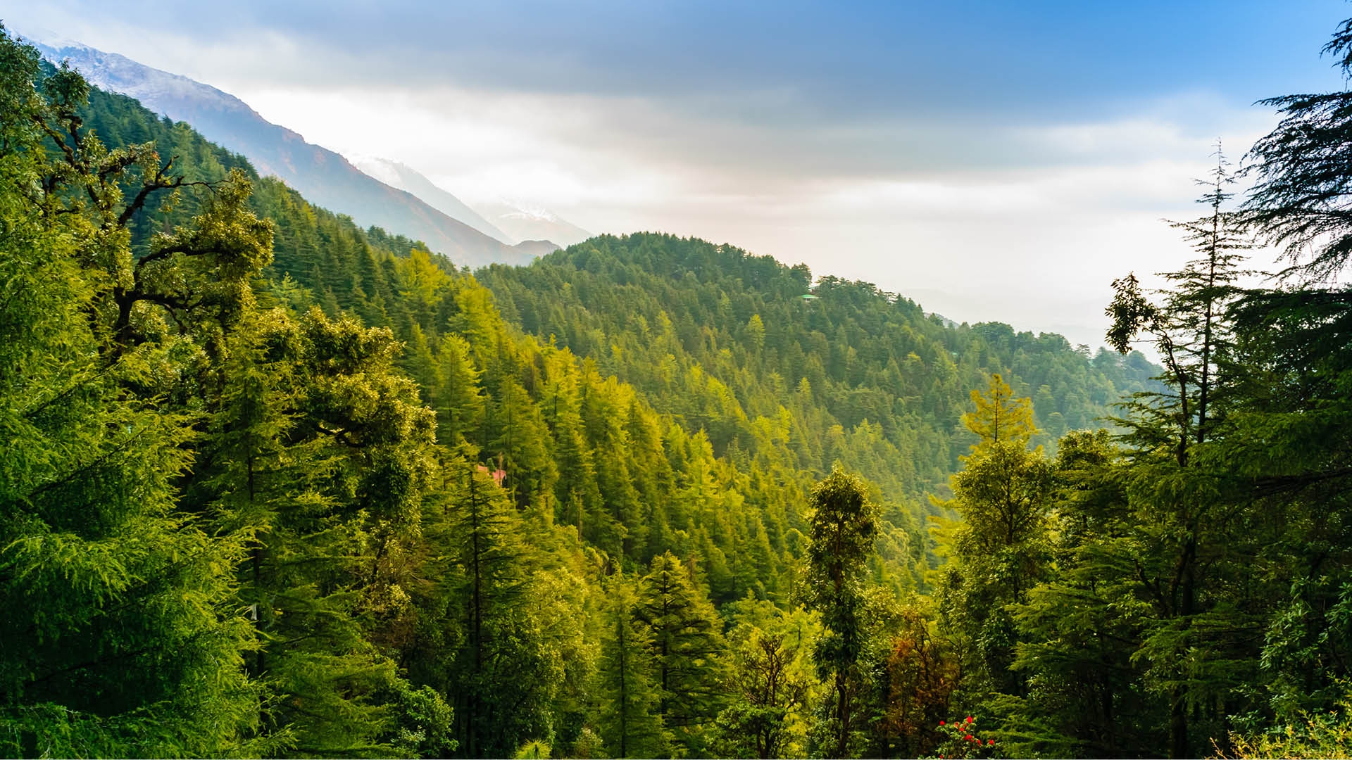 Plantation under JICA Project in Himachal.