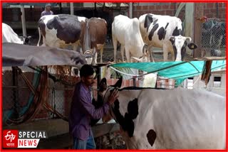 Cow Farming Special Story