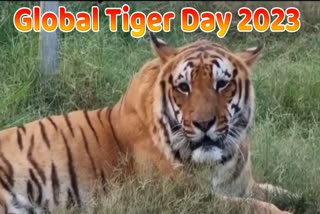 global tiger day