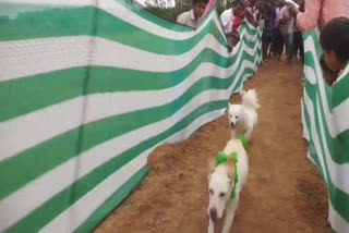 Dogs Race in Chittoor