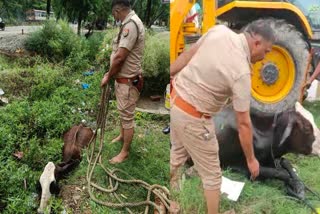 sub Inspector saved the cow in drain