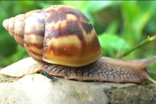 african snail  snail  african snail widespread  kottayam  rain  panchayath  കോട്ടയം  ആഫ്രിക്കന്‍ ഒച്ച് ശല്യം  ഒച്ച് ശല്യം രൂക്ഷം  നാട്ടുകാര്‍ പ്രതിസന്ധിയില്‍  പഞ്ചായത്ത് അധികൃതര്‍  പള്ളിക്കത്തോട്ടിലും വാഴൂരിലും  ഒച്ച്  കോട്ടയം ഏറ്റവും പുതിയ വാര്‍ത്ത  ഇന്നത്തെ പ്രധാന വാര്‍ത്ത