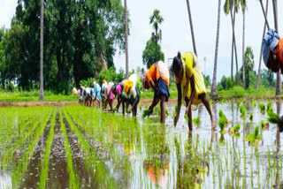 Need to transform agricultural practices in India for a sustainable future: IFPRI Director