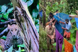 leopard cub  leopard cub captured from seethathod  seethathod leopard cub  pathanamthitta news  leopard cub at seethathod pathanamthitta  പുലിക്കുട്ടി  സീതത്തോട് പുലിക്കുട്ടി  പുലിക്കുട്ടിയെ പിടികൂടി  പത്തനംതിട്ടയില്‍ പുലിക്കുട്ടിയെ കണ്ടെത്തി