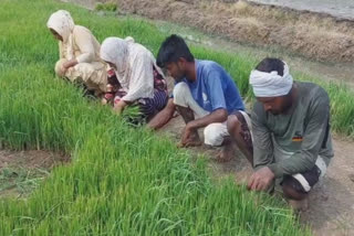 Young men and women with higher education are planting paddy in Mansa