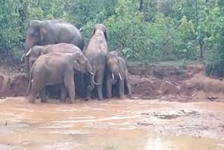 group of elephants having fun